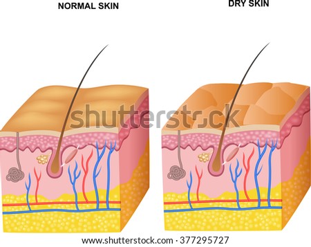 Illustration Layer Skin Pores Anatomy Stock Vector 377295010 - Shutterstock