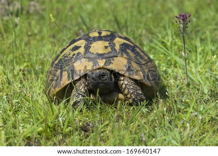 Picture Of A Male African Spur Tortoises Penis 121