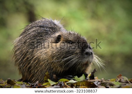 North American Beaver Castor Canadensis Yawning Stock Photo 83876899 ...