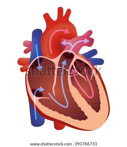 Anatomy Heart Stock Vector 157632524 - Shutterstock