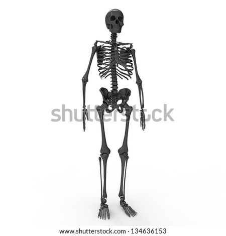 Skeleton Human Stock Illustration 23009137 - Shutterstock