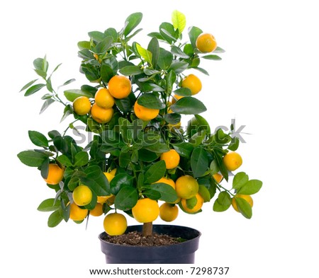 Orange Citrus Fortunella Tree Italian Style Stock Photo 83426575 ...