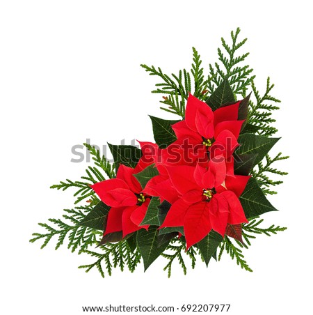 Christmas Decorative Border Poinsettia Flower Heads Stock Photo ...