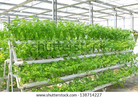 Feasibility Of Hydroponic Celery Production Greenhouse