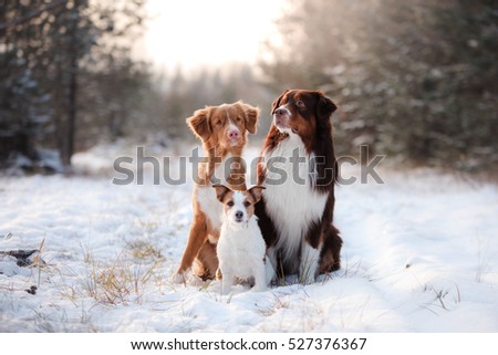 australian shepherd jack russell terrier mix nova scotia duck tolling retriever dogs stock photo 527376376 australian shepherd jack russell terrier mix nova scotia duck tolling retriever dogs stock photo 527376376