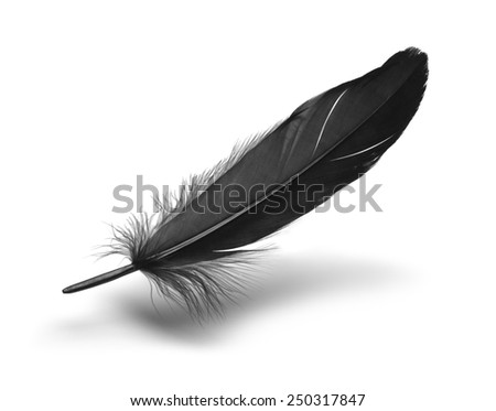 Black Crow Feather Stock Photo 59981635 - Shutterstock