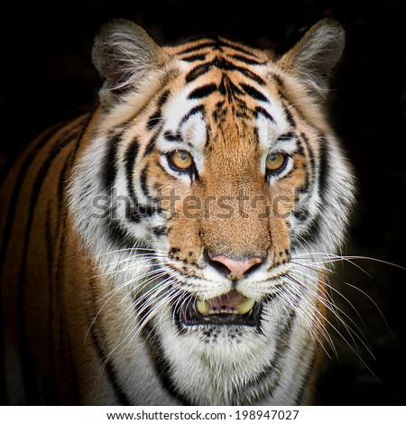 Dramatic Tiger Portrait Stock Photo 60460957 - Shutterstock