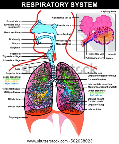 Lungs Trachea Bronchi Mediastinum Detail Chest Stock Vector 278413628 ...