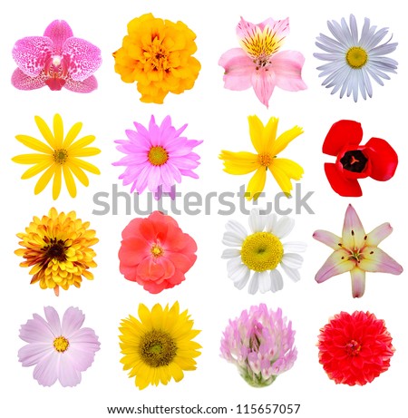 Set Seasonal Spring Flowers Stock Photo 97756298 - Shutterstock