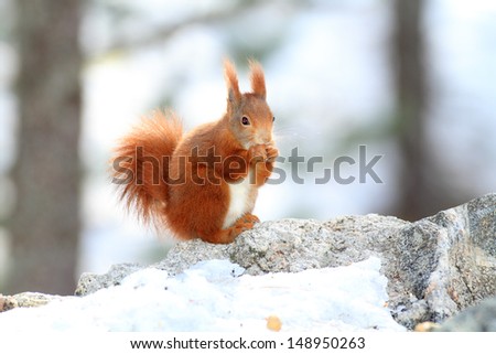Cute Red Squirrel Eats Nut Winter Stock Photo 159967142  Shutterstock