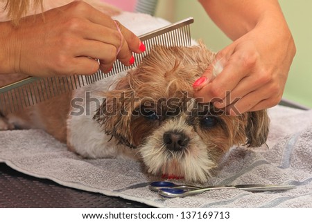 Bubble Bath Lovely Dog Chow Chow Stock Photo 306258359 - Shutterstock
