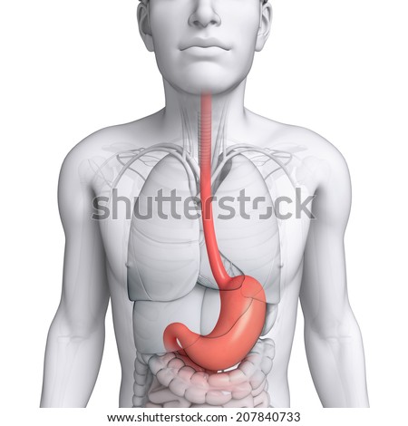 Illustration Male Spleen Anatomy Stock Illustration 207019747 - Shutterstock