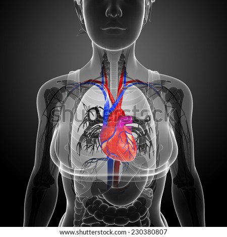 3d Medical Illustration Lungs Visible Bronchi Stock Illustration ...