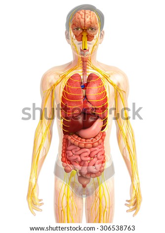 nervous and digestive system The nervous system and digestive system are connected because they help each other function while the nervous system serves as. nervous and digestive system The nervous system and digestive system are connected because they help each other function while the nervous system serves as.