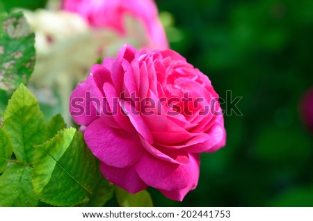 Summer bright flowers. Sunny day. Nature summer. - stock photo