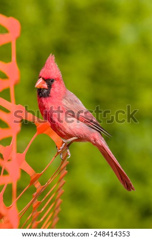 beautiful northern cardinal sitting in bare dogwood tree beautiful northern cardinal sitting on stock photo 97614383 beautiful northern cardinal sitting in bare dogwood tree beautiful northern cardinal sitting on stock photo 97614383