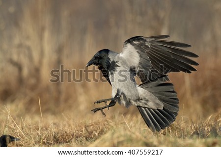 birds landing hindu singles How bird flocks move in unison ani collective decision making process of flocks of birds landing on efforts to phase out single-use. birds landing hindu singles How bird flocks move in unison ani collective decision making process of flocks of birds landing on efforts to phase out single-use.