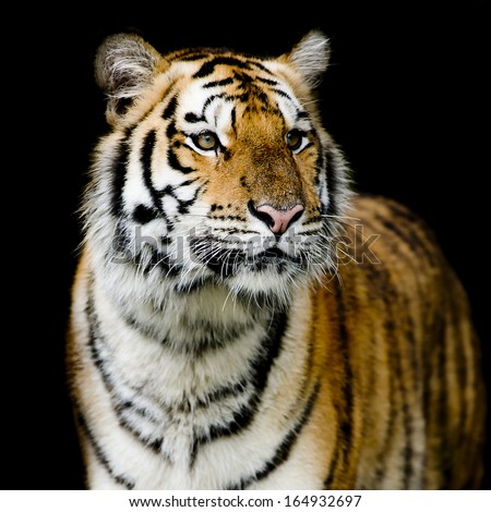 Side Profile Sumatran Tiger Stock Photo 14119774 - Shutterstock