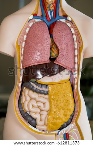 Model Human Body Showing Internal Organs Stock Photo 737265 - Shutterstock