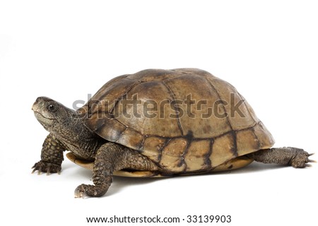 Coahuilan Box Turtle Terrapene Coahuila Isolated Stock Photo 33139900 ...