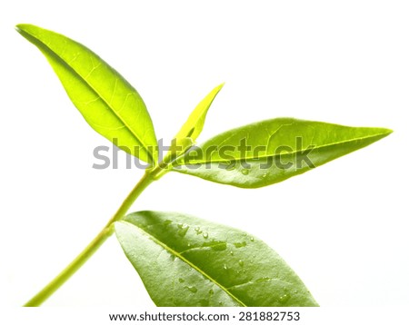 tea has been used as medicine Home / fat burner reviews / green tea fat burner review overview | ingredients | side effects also called siberian ginseng, this plant has been used in traditional eastern medicine to treat stress, fatigue, infection, and the common cold. tea has been used as medicine Home / fat burner reviews / green tea fat burner review overview | ingredients | side effects also called siberian ginseng, this plant has been used in traditional eastern medicine to treat stress, fatigue, infection, and the common cold.