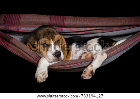 Small Beagle Puppy Sleeping Hammock Stock Photo 358613003 - Shutterstock