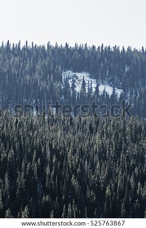 Foggy Autumn Coniferous Forest Landscape Aerial Stock Photo 519406954 ...