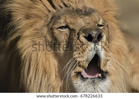 Male Lion Face Stock Photo 110691806 - Shutterstock