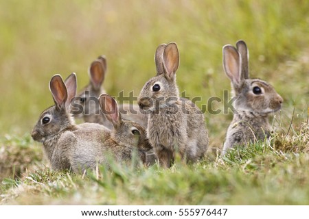 A Group Of Rabbits 56