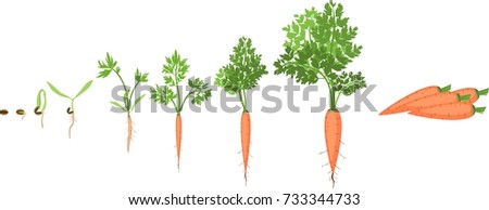 Stages Growth Tree Seed Life Cycle Stock Vector 719700613 - Shutterstock
