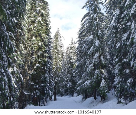 Image result for beautiful deep in woods photo with snow