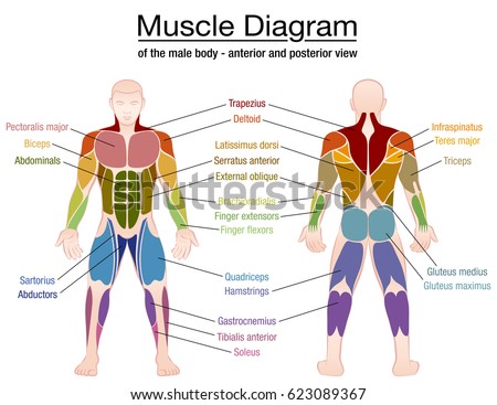 Human Body Muscles Different Colors Text Stock Vector 529930192