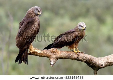 difference between eagle and kite bird