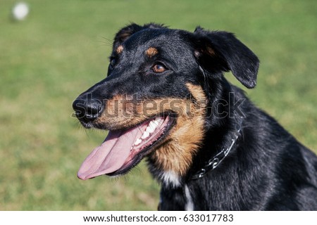 Portrait Beauceron Australian Shepherd Mixed Breed Stock Photo ...