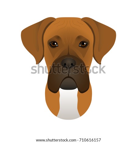 Boxer Dog Isolated On White Background Stock Vector 489084757