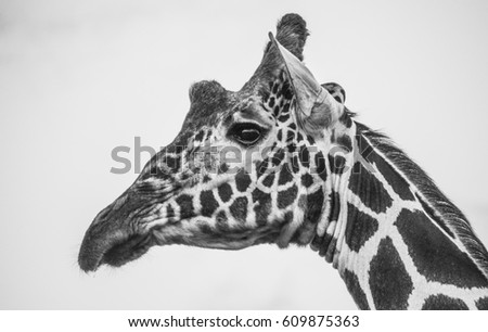 Black White Vector Line Drawing Giraffes Stock Vector 101861077 ...