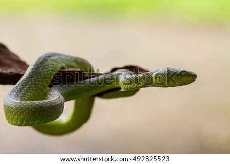 Green Snake Khao Yai Thailand Khao Stock Photo 55751911 - Shutterstock