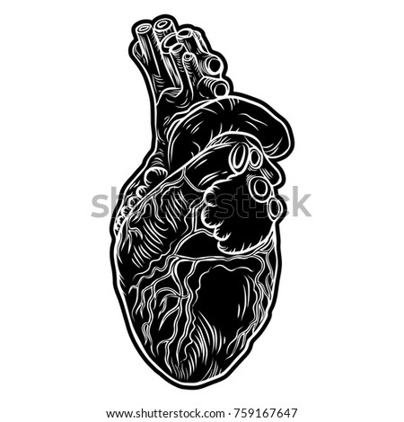 hand drawn anatomical heart