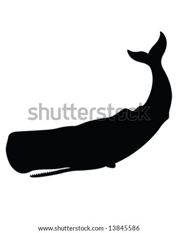 Much Sperm whale illustrations Sperm whale illustrations this