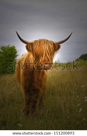 Highland Cattle Stock Photos And Pictures Getty Images Highland Cattle Stock Photos And Pictures Getty Images