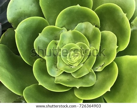 Lotus Flower Lotus Leafs Lotus Shape Stock Photo 476801380 