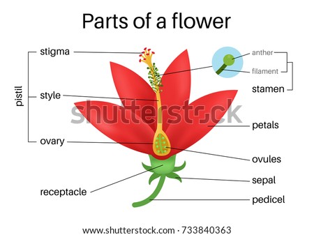 Flower Parts Diagram Front Back View Stock Vector 649610932 - Shutterstock