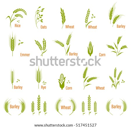 rice corn and other cereals Buy nestum 3 cereals - wheat, corn and rice on amazoncom free shipping on qualified orders. rice corn and other cereals Buy nestum 3 cereals - wheat, corn and rice on amazoncom free shipping on qualified orders.