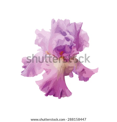 Closeup Single Purple White Plicata Flower Stock Photo 77359051