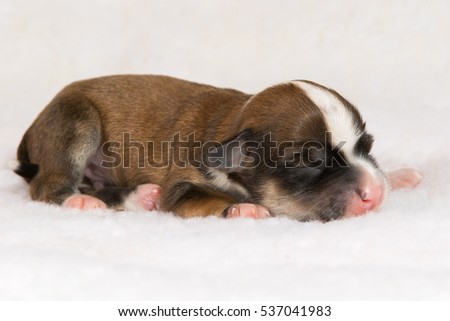 havanese newborn puppies newborn havanese puppy stock photo 537041941 havanese newborn puppies newborn havanese puppy stock photo 537041941