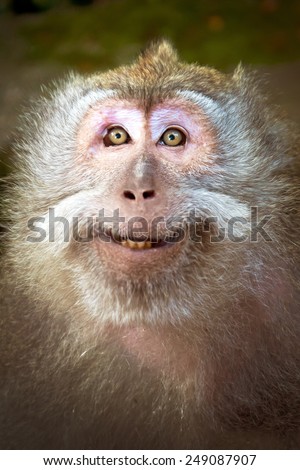 Funny Monkey Red Lips Stock Photo 249090895 - Shutterstock