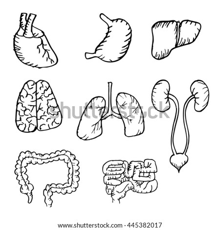 Pancreas Coloring Page Pages Sketch Coloring Page