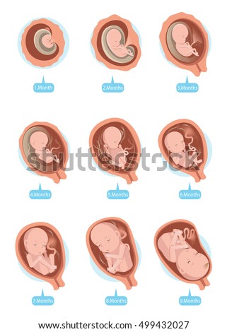 Silhouette Beautiful Pregnant Woman Stages Fetal Stock Vector 597980855 ...