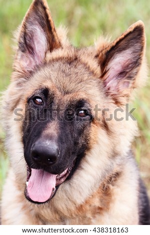 Closeup Playful Six Month Old German Stock Photo 438335923 - Shutterstock