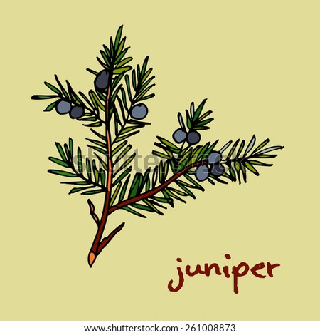 Juniper Branch Berries Hand Drawn Illustration Stock Vector 501215917 ...